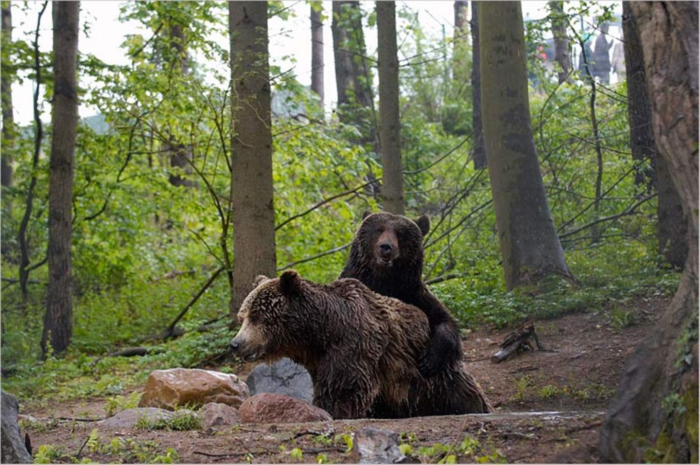 Fotoshow: Unterschlupf für Braunbären - Bild 6