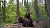 Fotoshow: Unterschlupf für Braunbären - Bild 6