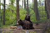 Fotoshow: Unterschlupf für Braunbären - Bild 6