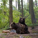 Fotoshow: Unterschlupf für Braunbären - Bild 6