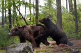 Fotoshow: Unterschlupf für Braunbären - Bild 7