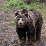 Fotoshow: Unterschlupf für Braunbären - Bild 8