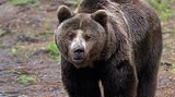 Fotoshow: Unterschlupf für Braunbären - Bild 8