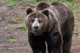 Fotoshow: Unterschlupf für Braunbären - Bild 8