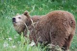 Fotoshow: Unterschlupf für Braunbären - Bild 9
