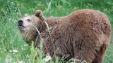 Fotoshow: Unterschlupf für Braunbären - Bild 9