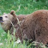 Fotoshow: Unterschlupf für Braunbären - Bild 9