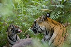 Fotoshow: Tierkinder