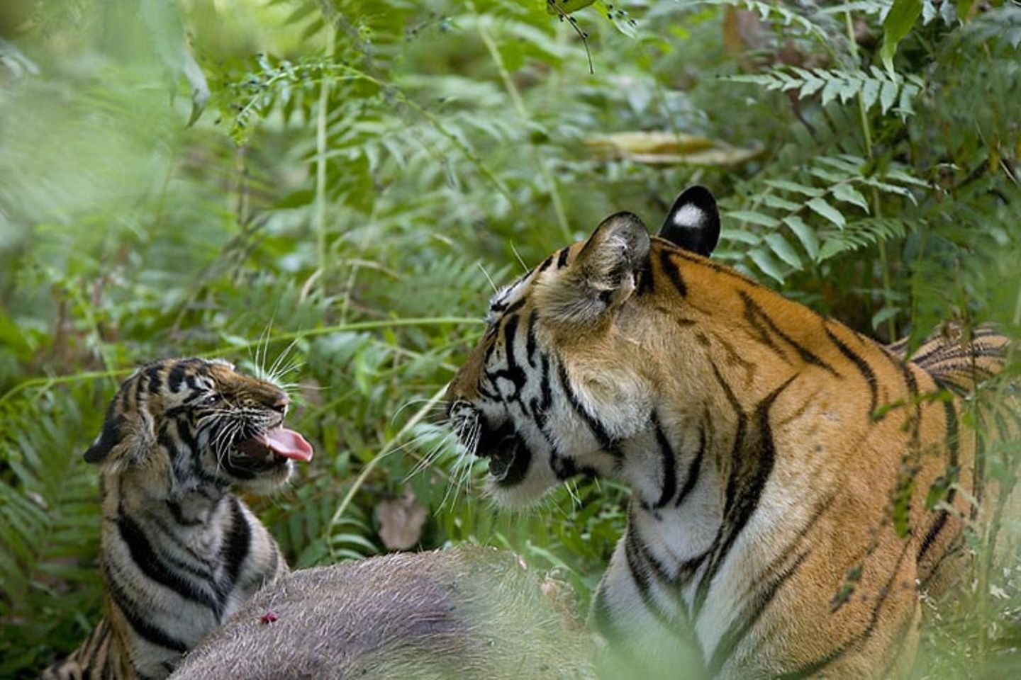 Fotoshow: Tierkinder