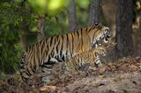 Fotoshow: Tierkinder - Bild 2