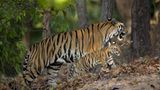 Fotoshow: Tierkinder - Bild 2
