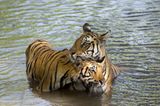 Fotoshow: Tierkinder - Bild 3