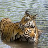 Fotoshow: Tierkinder - Bild 3