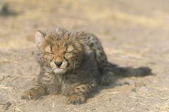Fotoshow: Tierkinder - Bild 4