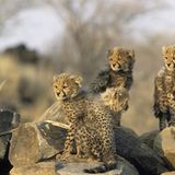 Fotoshow: Tierkinder - Bild 5