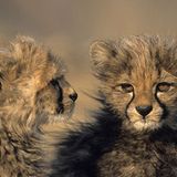 Fotoshow: Tierkinder - Bild 6