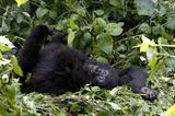 Fotoshow: Tierkinder - Bild 8