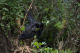 Fotoshow: Tierkinder - Bild 9
