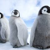 Fotoshow: Tierkinder - Bild 13