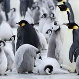 Fotoshow: Tierkinder - Bild 14