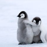 Fotoshow: Tierkinder - Bild 15