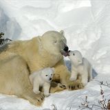 Fotoshow: Tierkinder - Bild 17