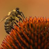 Das User-Foto des Tages - August 2007 - Bild 3