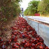 Die Krabbenflut - Bild 2