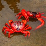 Die Krabbenflut - Bild 5