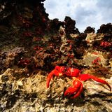 Die Krabbenflut - Bild 6