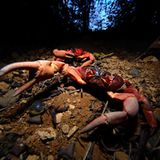 Die Krabbenflut - Bild 8