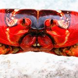 Die Krabbenflut - Bild 12