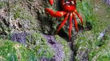 Die Krabbenflut - Bild 13