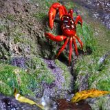 Die Krabbenflut - Bild 13