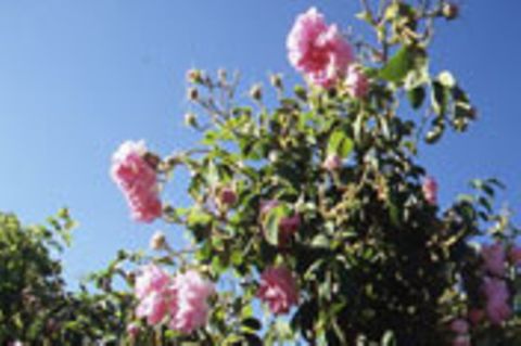 Oman - Die Rosen der Wüste