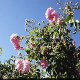 Oman - Die Rosen der Wüste