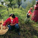 Obst für die Nachwelt