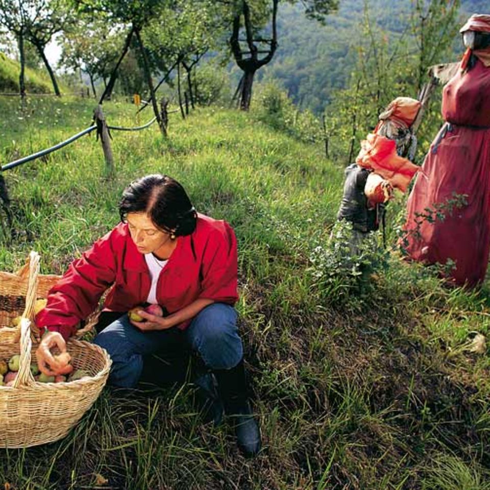 Obst für die Nachwelt