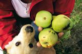 Obst für die Nachwelt - Bild 3