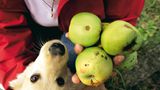 Obst für die Nachwelt - Bild 3
