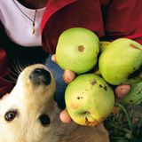 Obst für die Nachwelt - Bild 3