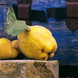 Obst für die Nachwelt - Bild 4