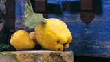 Obst für die Nachwelt - Bild 4