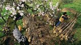 Obst für die Nachwelt - Bild 5