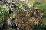 Obst für die Nachwelt - Bild 5