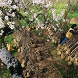 Obst für die Nachwelt - Bild 5