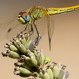 Das User-Foto des Tages - September 2007 - Bild 2