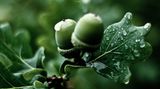Das User-Foto des Tages - September 2007 - Bild 7
