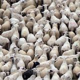 Das User-Foto des Tages - September 2007 - Bild 10