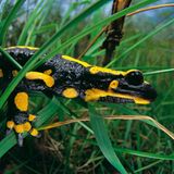 Fotoshow: Wildnis in Thüringen - Bild 2